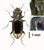 Notiophilus quadripunctatus